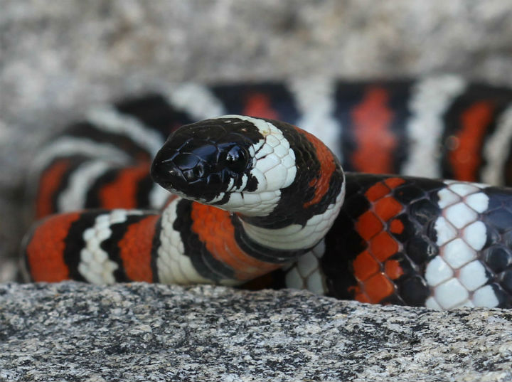 California Mountain Kingsnake